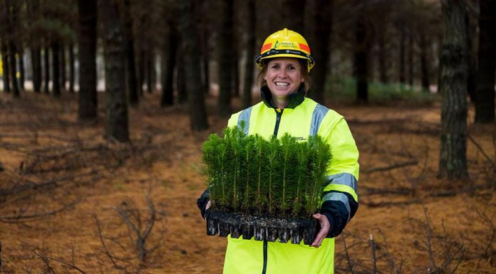 NSW 블랙 서머 산불 이후 심어진 수백만 그루의 나무들 COVID-19 restrictions presented challenges for workers hand planting the seedlings. (Forestry Corporation of NSW )