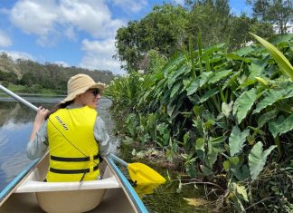 기후변화로 인해 멸종위기에 직면한 ‘신들의 음식’ 토란 찾아 삼만리 Dr Millicent Smith inspects some taro that is growing along the banks of the Brisbane River.(Supplied Dr Millicent Smith)