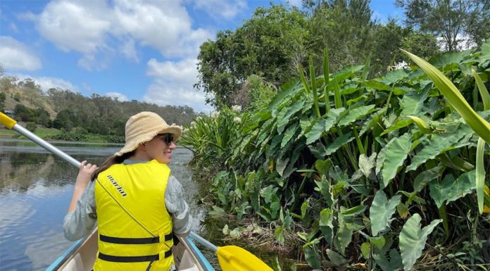 기후변화로 인해 멸종위기에 직면한 ‘신들의 음식’ 토란 찾아 삼만리 Dr Millicent Smith inspects some taro that is growing along the banks of the Brisbane River.(Supplied Dr Millicent Smith)
