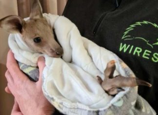 NSW 롱비치에서 15마리 캥거루 도살당해 'Hope’ the joey survived the killings. Credit @WIRESWildlifeTwitter