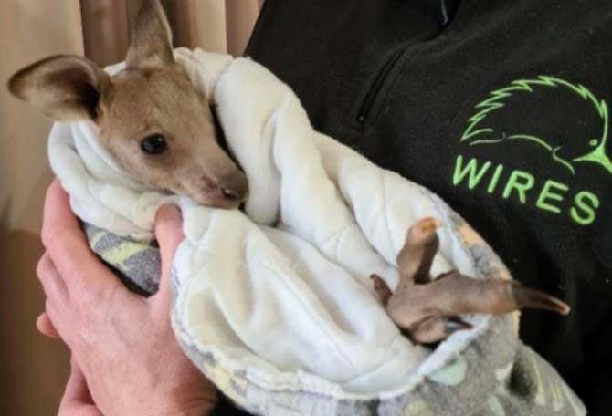'Hope’ the joey survived the killings. Credit @WIRESWildlifeTwitter