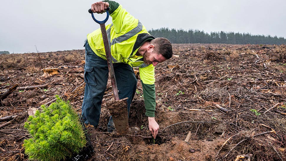 More than 16 million seedlings have been hand planted in state forests. (Forestry Corporation of NSW )
