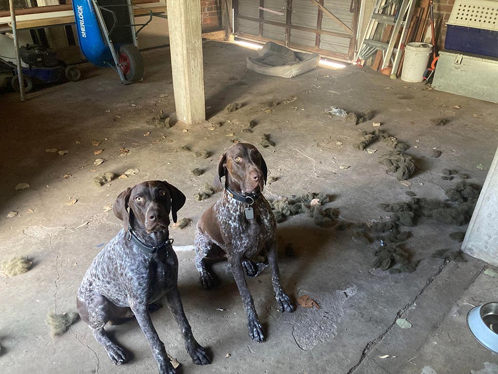 Guilty, Your Honour. These German shorthaired pointers got stuck into their bedding during a storm in Mackay. (Supplied Christian Turner)