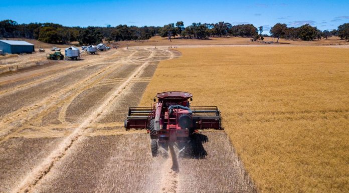 크리스마스 과일 가격 급등 경고 It's been a good year for Australian cropping - mouse plagues and floods aside. (Supplied)