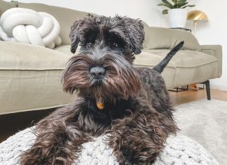 호주 이상기온에 따른 반려견의 아픔