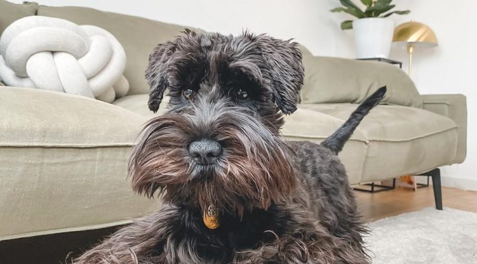 호주 이상기온에 따른 반려견의 아픔