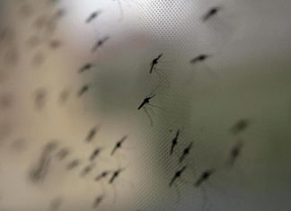 NSW 홍수 이후, 거대 모기 경고 Researchers are warning a ‘giant’ species of mosquito may be seen in the aftermath of flooding in NSW Credit EPA