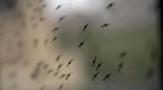 NSW 홍수 이후, 거대 모기 경고 Researchers are warning a ‘giant’ species of mosquito may be seen in the aftermath of flooding in NSW Credit EPA
