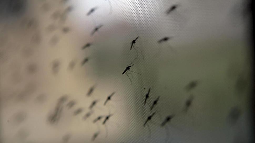 Researchers are warning a ‘giant’ species of mosquito may be seen in the aftermath of flooding in NSW Credit EPA