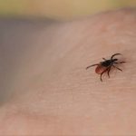 Tick populations are booming due to the wet weather. (Supplied)