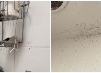 샤워실에 수백마리 거미가.. 충격 Upon looking up Raffaella Ciccarelli saw hundreds of hatchlings on the bathroom wall. (Raffaella Ciccarelli)