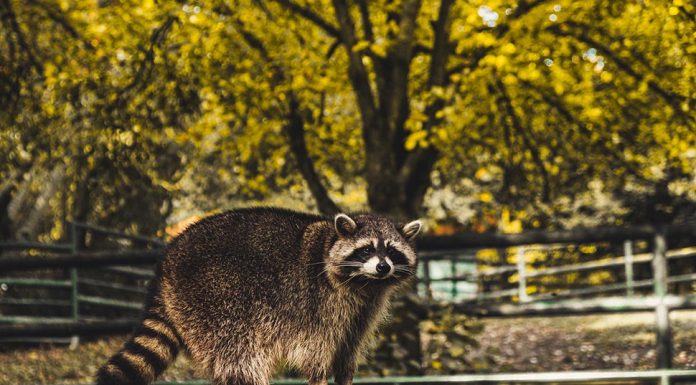 온라인서 격한 논란, 모피 무역 문제 moritz-kindler