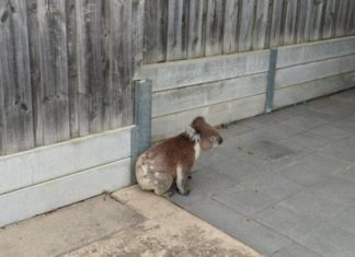 ALDI 쇼핑객, 코알라 구조 Peter said the koala had become trapped inside the ALDI carpark. Credit Facebook