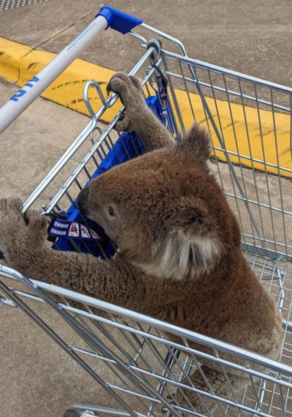 Peter used an ALDI trolley to transport the koala to safety. Credit Facebook