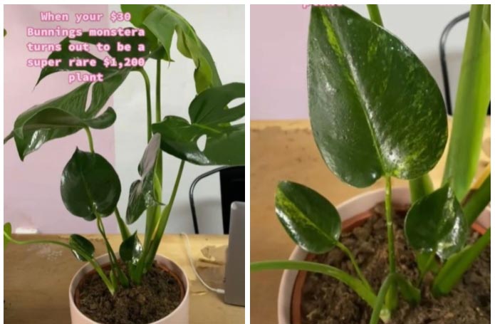 She noticed it had variegated markings on the leaves which is a rare genetic deformity plant worth $1200. Picture TikTokelsiebishop