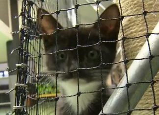 NSW, 동물보호소 안락사 금지 통과 The RSPCA urges people to consider adopting a rescue animal. (9News)