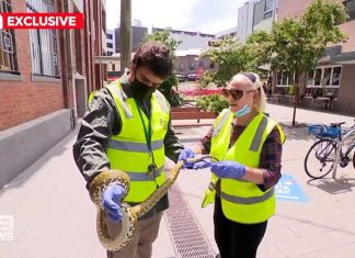 패딩턴 쓰레기통에서 버려진 $1,000 달러 애완용 비단뱀 발견 The animal was caught and treated for minor injuries. (9News)