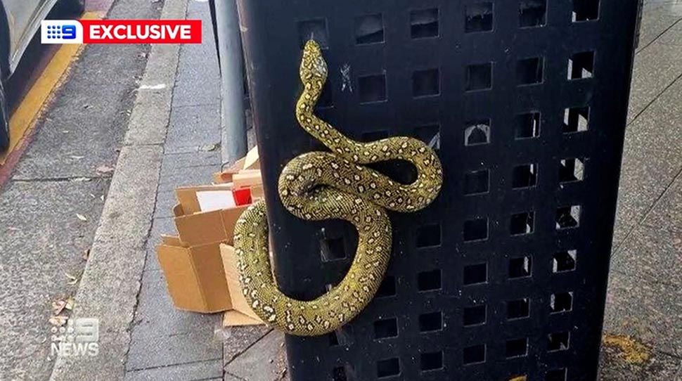 The python is estimated to be worth $1000. (9News)