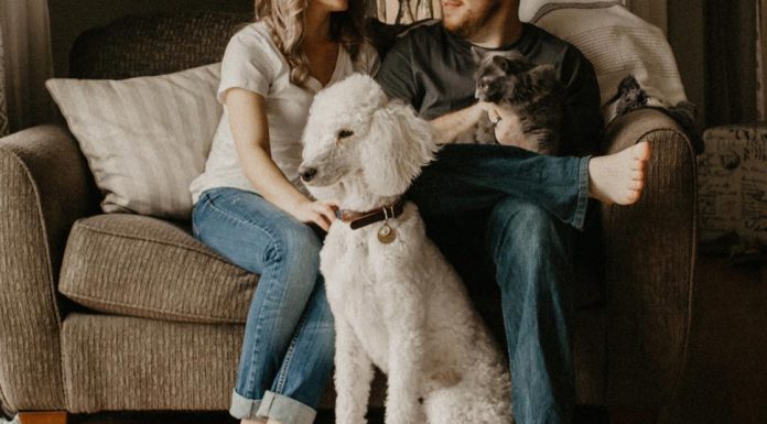 커플이 헤어질 때, 애완동물의 운명은? The best interests of the family pet aren't always prioritised in Australian courts, when couples split up.(Unsplash: Sarandy Westfall