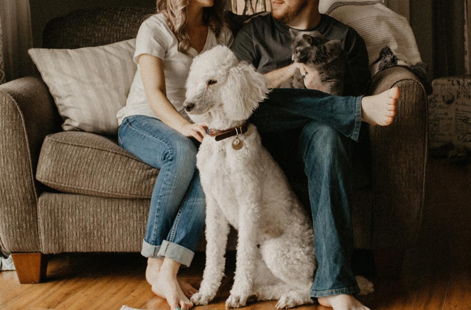 The best interests of the family pet aren't always prioritised in Australian courts, when couples split up.(Unsplash: Sarandy Westfall