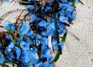 호주 해변 블루보틀 해파리 가득 Bluebottles washed ashore this week in New South Wales. Picture Facebook.