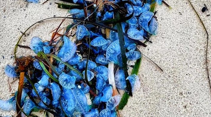 호주 해변 블루보틀 해파리 가득 Bluebottles washed ashore this week in New South Wales. Picture Facebook.