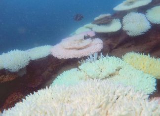 호주 그레이트배리어리프, 대규모 백화 또 발생 Coral Bleaching on the reef off North Keppel Island