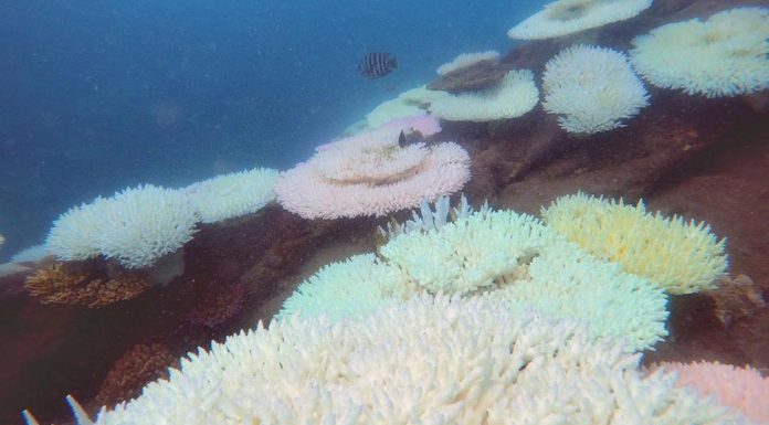 호주 그레이트배리어리프, 대규모 백화 또 발생 Coral Bleaching on the reef off North Keppel Island