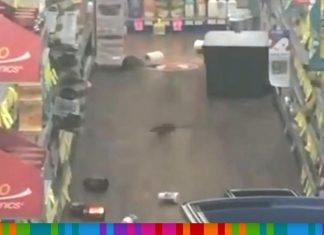 시드니 뉴타운 Chemist Warehouse에서의 쥐 소동 Huge rats were caught running wild in a Sydney Chemist Warehouse