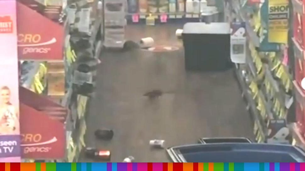 Huge rats were caught running wild in a Sydney Chemist Warehouse
