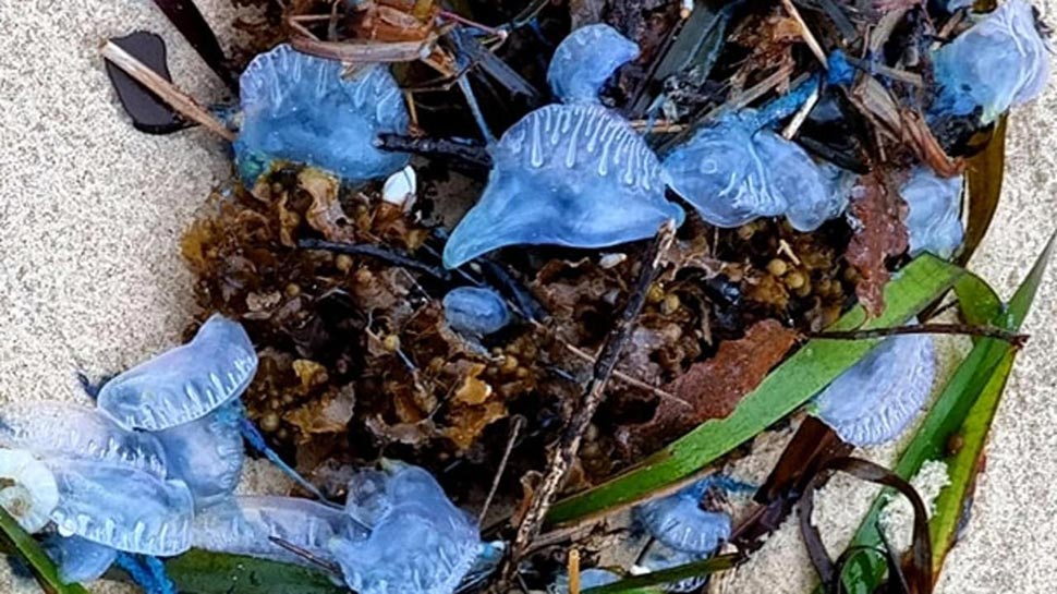 Bluebottles washed ashore this week in New South Wales. Picture Facebook.