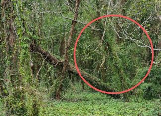 ‘능소화(Cats claw vine)’ 가 해충? Transport and Main Roads Queensland is warning about the Cat's Claw creeper which aggressively strangles everything in its path. Picture: Supplied