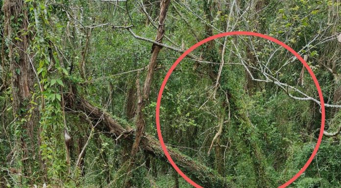 ‘능소화(Cats claw vine)’ 가 해충? Transport and Main Roads Queensland is warning about the Cat's Claw creeper which aggressively strangles everything in its path. Picture: Supplied