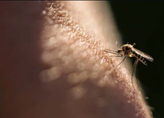 NSW 주민 2명, 일본뇌염 바이러스 진단 Two New South Wales residents have been hospitalised with Japanese Encephalitis virus