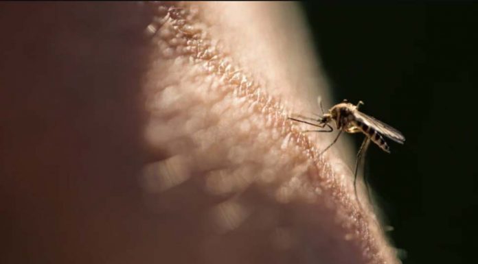 NSW 주민 2명, 일본뇌염 바이러스 진단 Two New South Wales residents have been hospitalised with Japanese Encephalitis virus