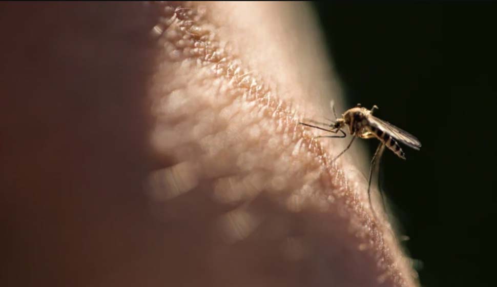 Two New South Wales residents have been hospitalised with Japanese Encephalitis virus