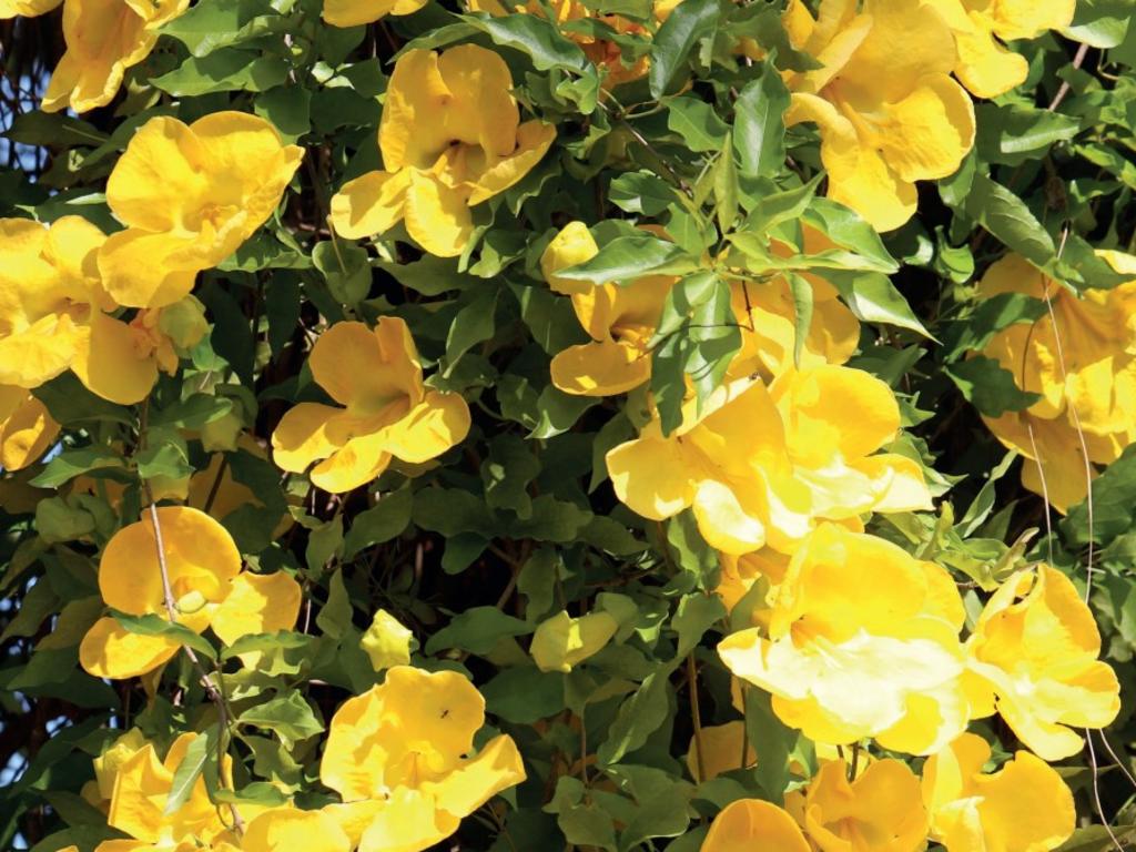 While the cat’s claw’s yellow flowers are beautiful, the vine can be devastating for local ecosystems. Picture: Supplied.