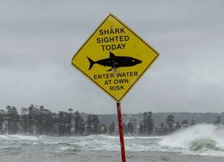 시드니 유명 해변, 폭우와 홍수로 인해 상어 경고 Wild weather leads to murky water and shark warnings at popular Sydney beaches – video