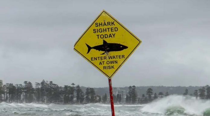 시드니 유명 해변, 폭우와 홍수로 인해 상어 경고 Wild weather leads to murky water and shark warnings at popular Sydney beaches – video