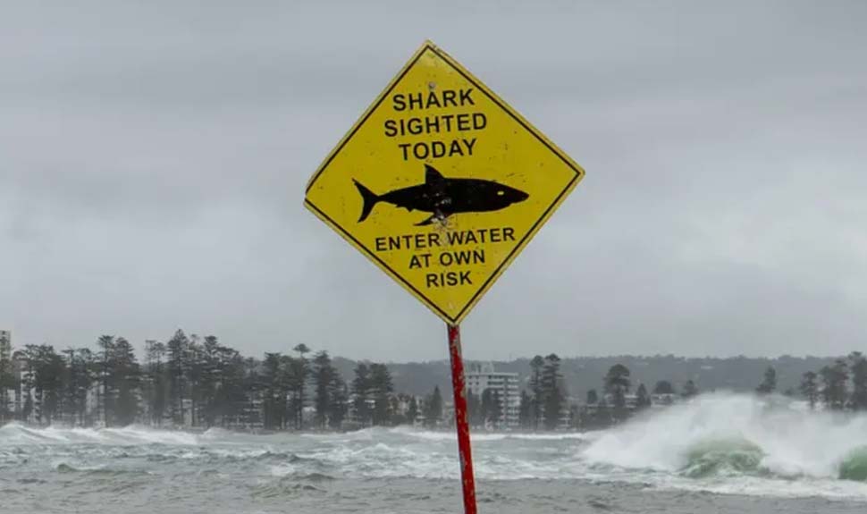 Wild weather leads to murky water and shark warnings at popular Sydney beaches – video