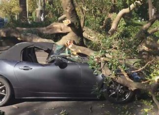 시드니 도심에서 무화과 나무에 깔려 A driver was left stunned after a huge tree crashed onto his car's bonnet at traffic lights. (Supplied 9News)