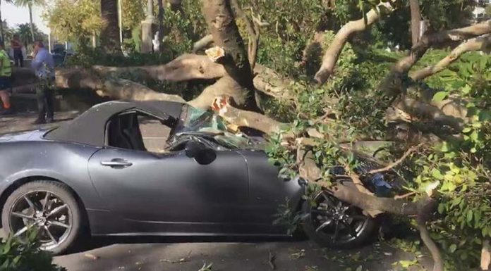 시드니 도심에서 무화과 나무에 깔려 A driver was left stunned after a huge tree crashed onto his car's bonnet at traffic lights. (Supplied 9News)
