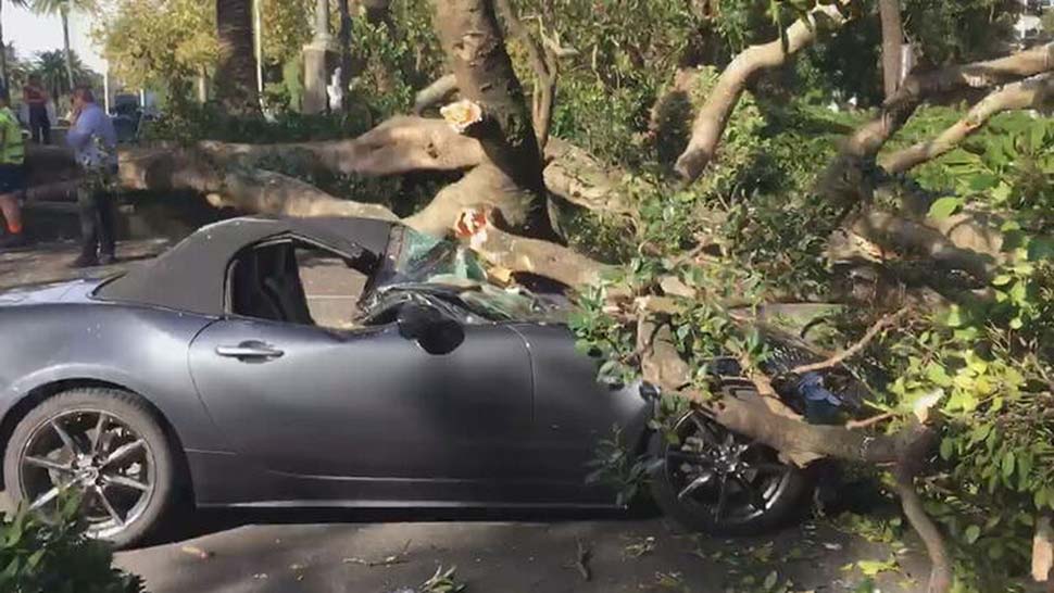 A driver was left stunned after a huge tree crashed onto his car's bonnet at traffic lights. (Supplied 9News)