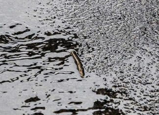 시드니 거머리 홍수- 고양이 공격부터 건물까지 A leech slithers along the ground in Windsor, Sydney. (Getty)