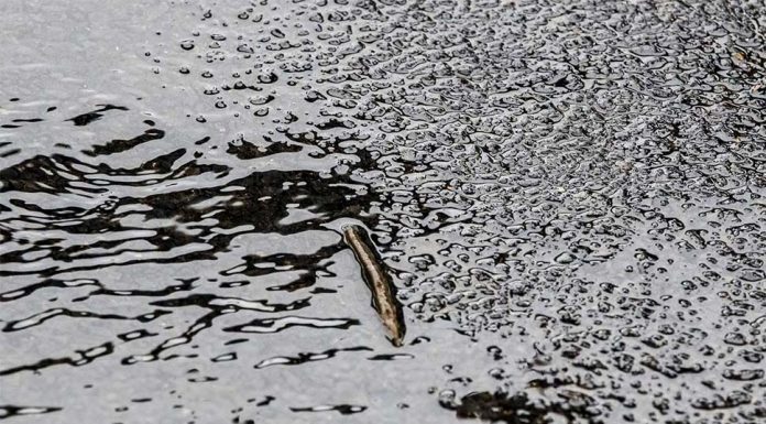 시드니 거머리 홍수- 고양이 공격부터 건물까지 A leech slithers along the ground in Windsor, Sydney. (Getty)