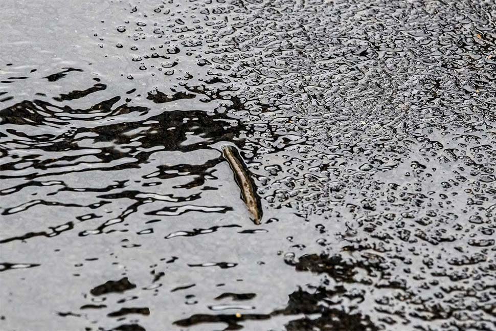 A leech slithers along the ground in Windsor, Sydney. (Getty)