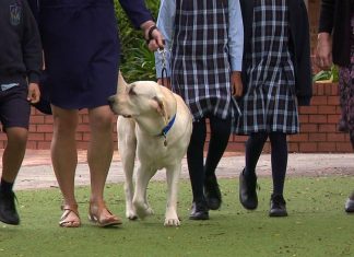 시드니 학교에 고용된 털복숭이 친구 Vale the labrador among students at Trinity Catholic Primary School. (9News)