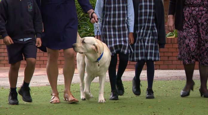 시드니 학교에 고용된 털복숭이 친구 Vale the labrador among students at Trinity Catholic Primary School. (9News)