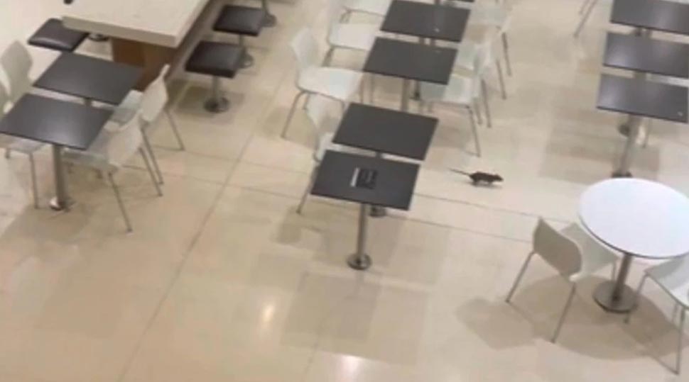 The huge rodent scurried beneath the tables. Picture Reddit