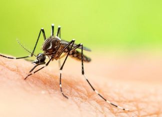 일본 뇌염 모기로 다섯 번째 호주인 사망 As there is no specific treatment for the virusNSW Health advocates prevention through things like insect repellentcovering up and ensuring theres no stagnant water. Picture Supplied